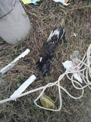 攀枝花小松鼠變身“線路殺手” 可愛背后的光纜危機